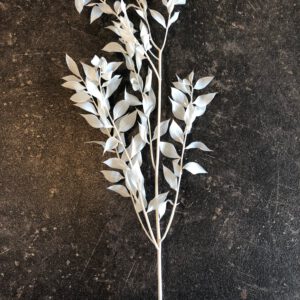 Ruscus getrocknet, gebleicht