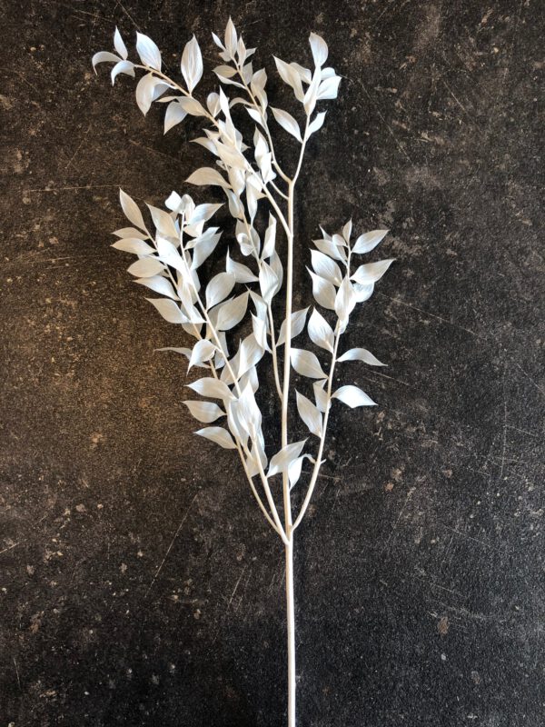 Ruscus getrocknet, gebleicht