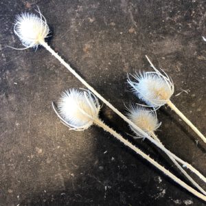 Distel getrocknet, gebleicht