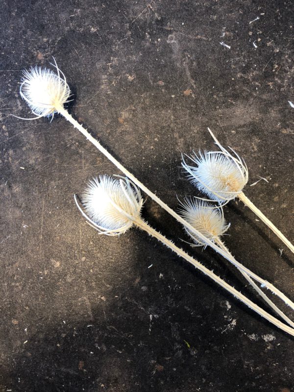 Distel getrocknet, gebleicht
