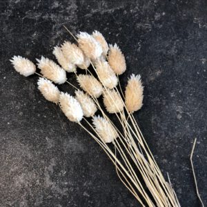 Phalaris getrocknet, gebleicht