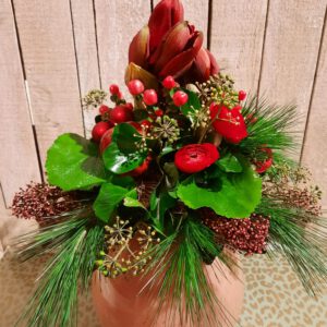 Rote Amaryllis
