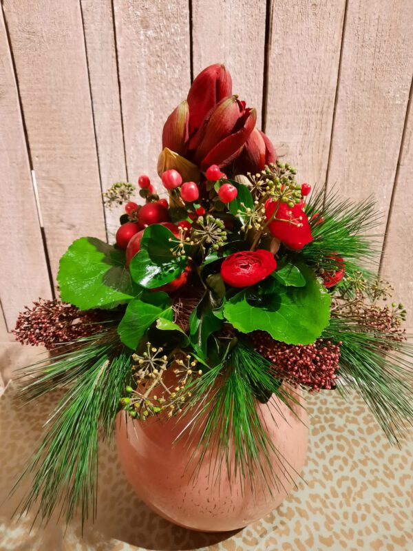 Rote Amaryllis